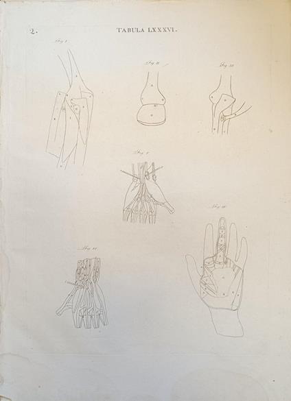 Tabula Anatomica Lxxxvi - copertina