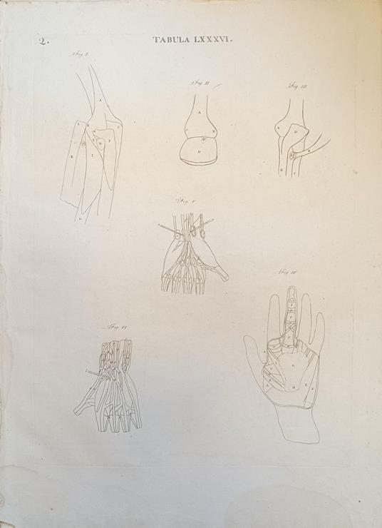 Tabula Anatomica Lxxxvi - copertina