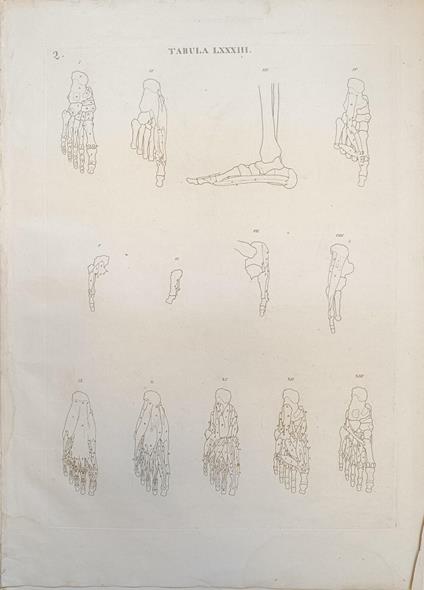 Tabula Anatomica Lxxxiii - copertina