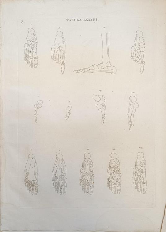 Tabula Anatomica Lxxxiii - copertina