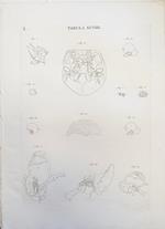 Tabula Anatomica Xcviii