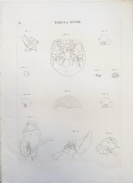 Tabula Anatomica Xcviii - copertina