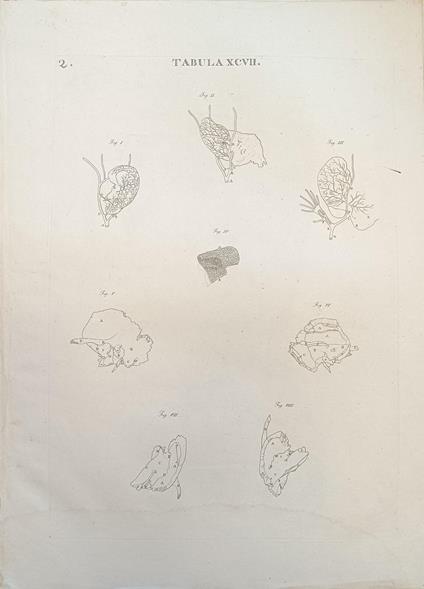 Tabula Anatomica Xcvii - copertina