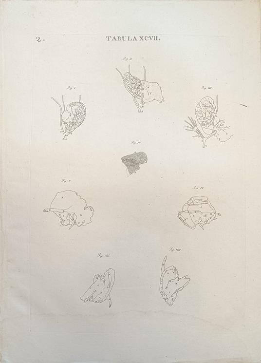 Tabula Anatomica Xcvii - copertina