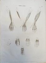 Tabula Anatomica Lxxv