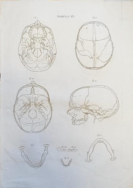 Tabula Anatomica Ix - copertina