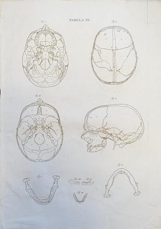 Tabula Anatomica Ix - copertina