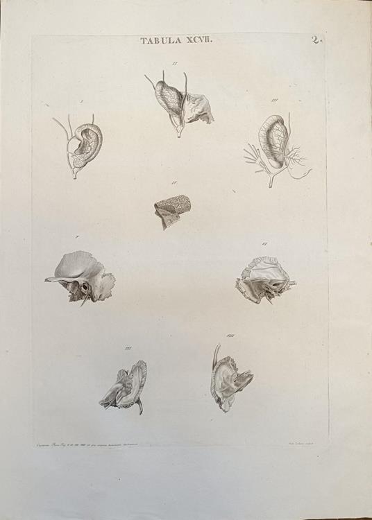 Tabula Anatomica Xcvii - copertina