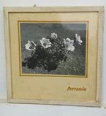 Pubblicità Ferrania con foto originale applicata anni '50