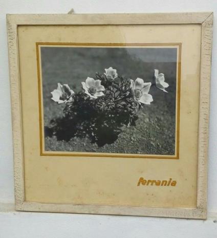 Pubblicità Ferrania con foto originale applicata anni '50 - copertina