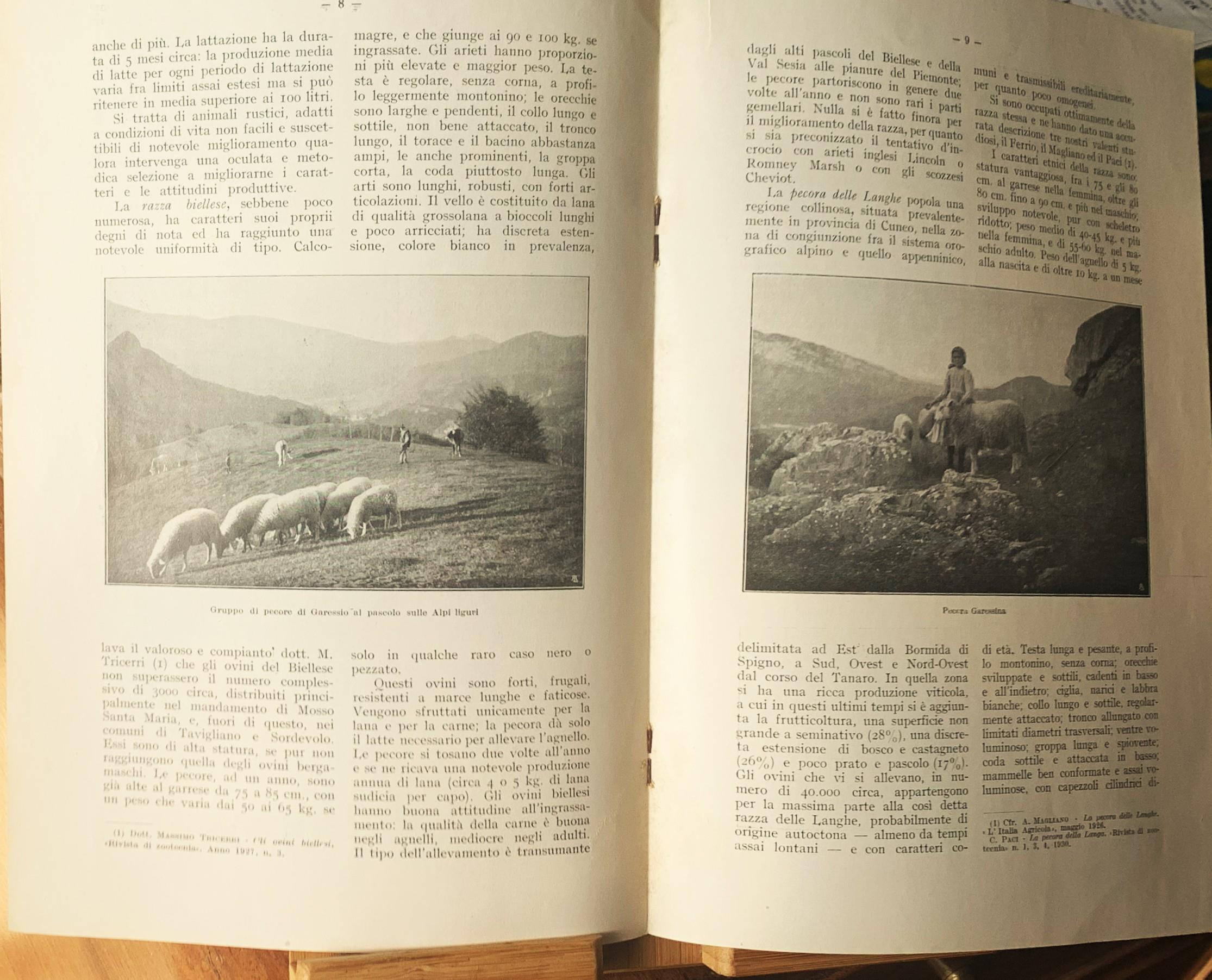 Le pecore piemontesi