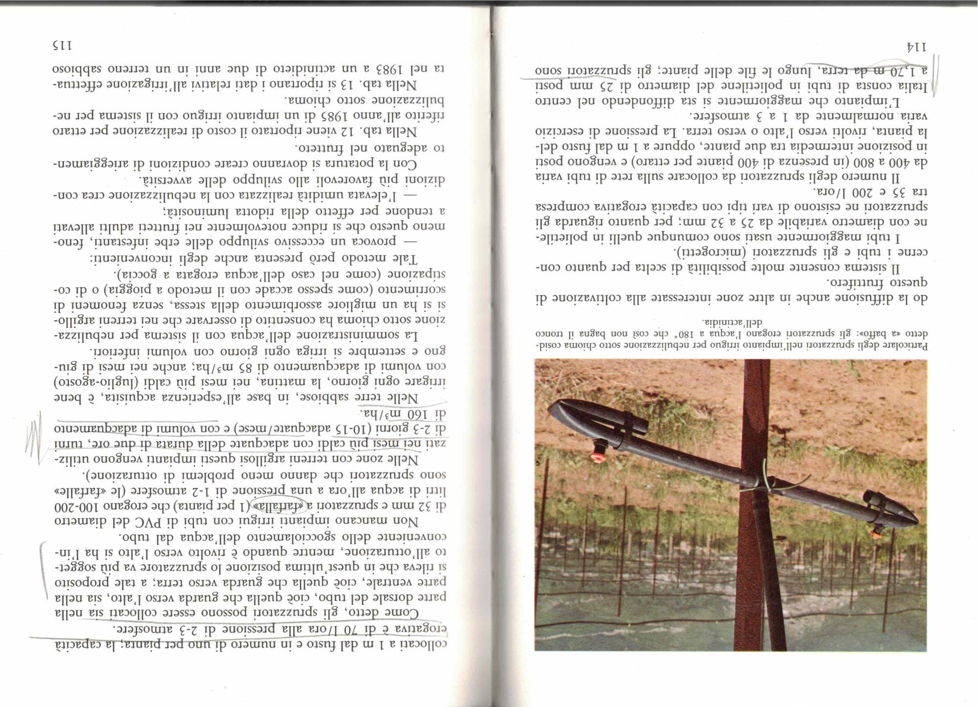 L' Actinidia-manuale pratico