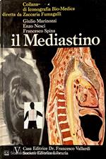 Il mediastino