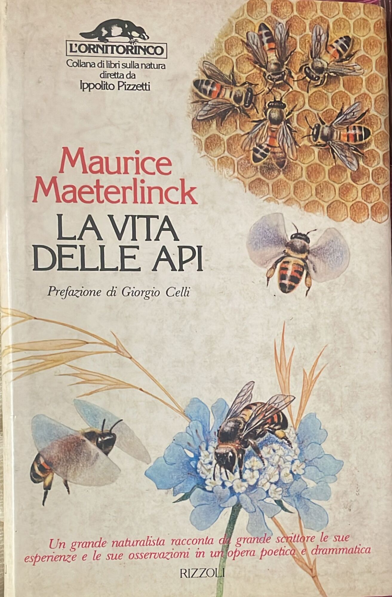 Libreria del Professore