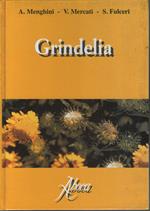 Grindelia