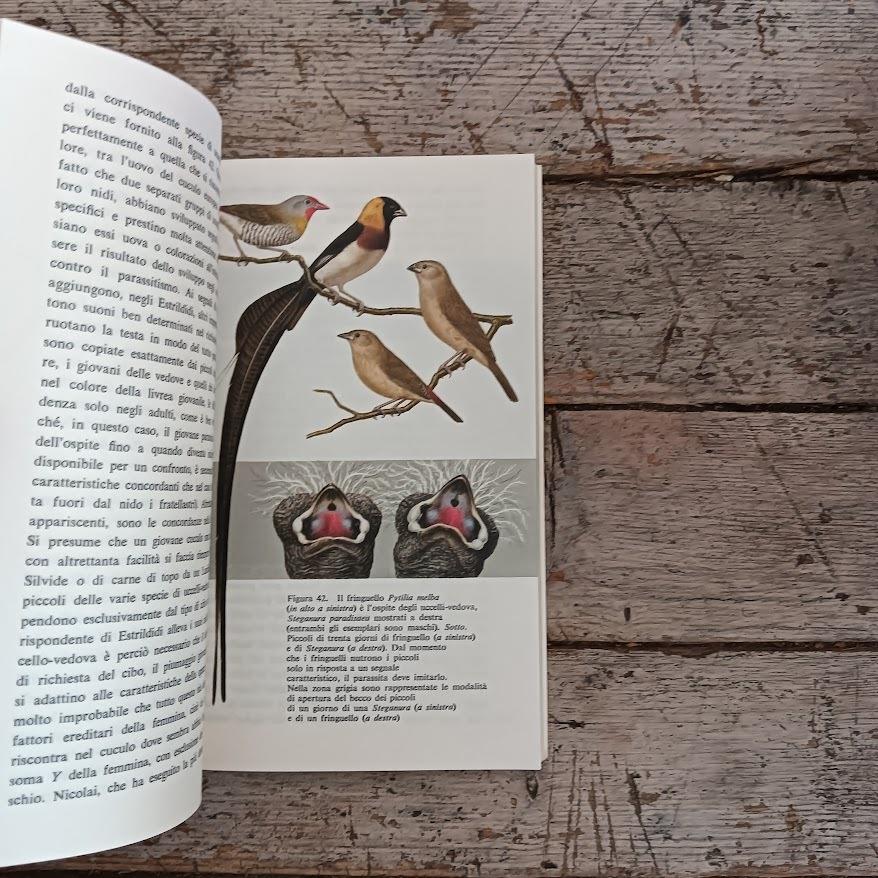 Mimetismo animale e vegetale