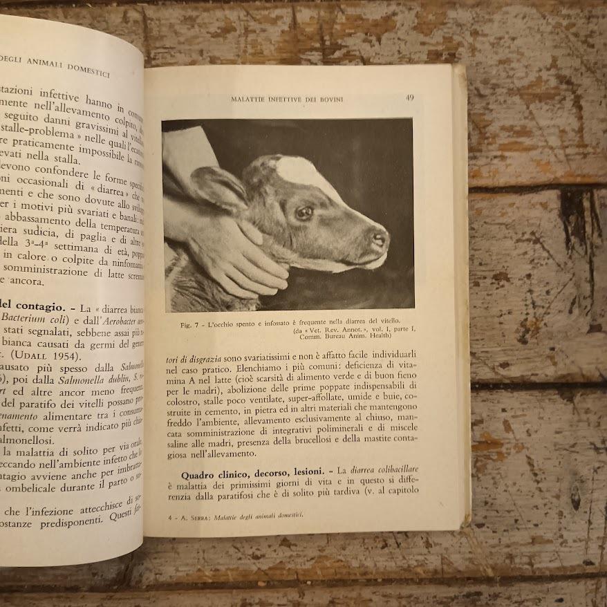 Malattie infettive e parassitarie del bestiame