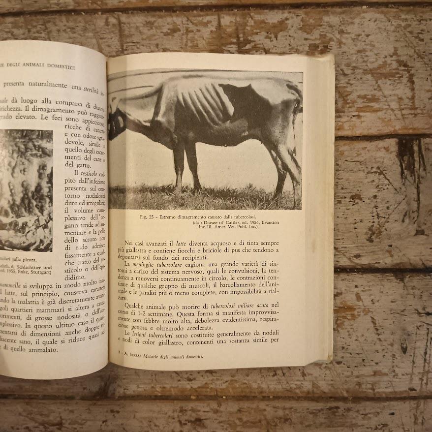 Malattie infettive e parassitarie del bestiame