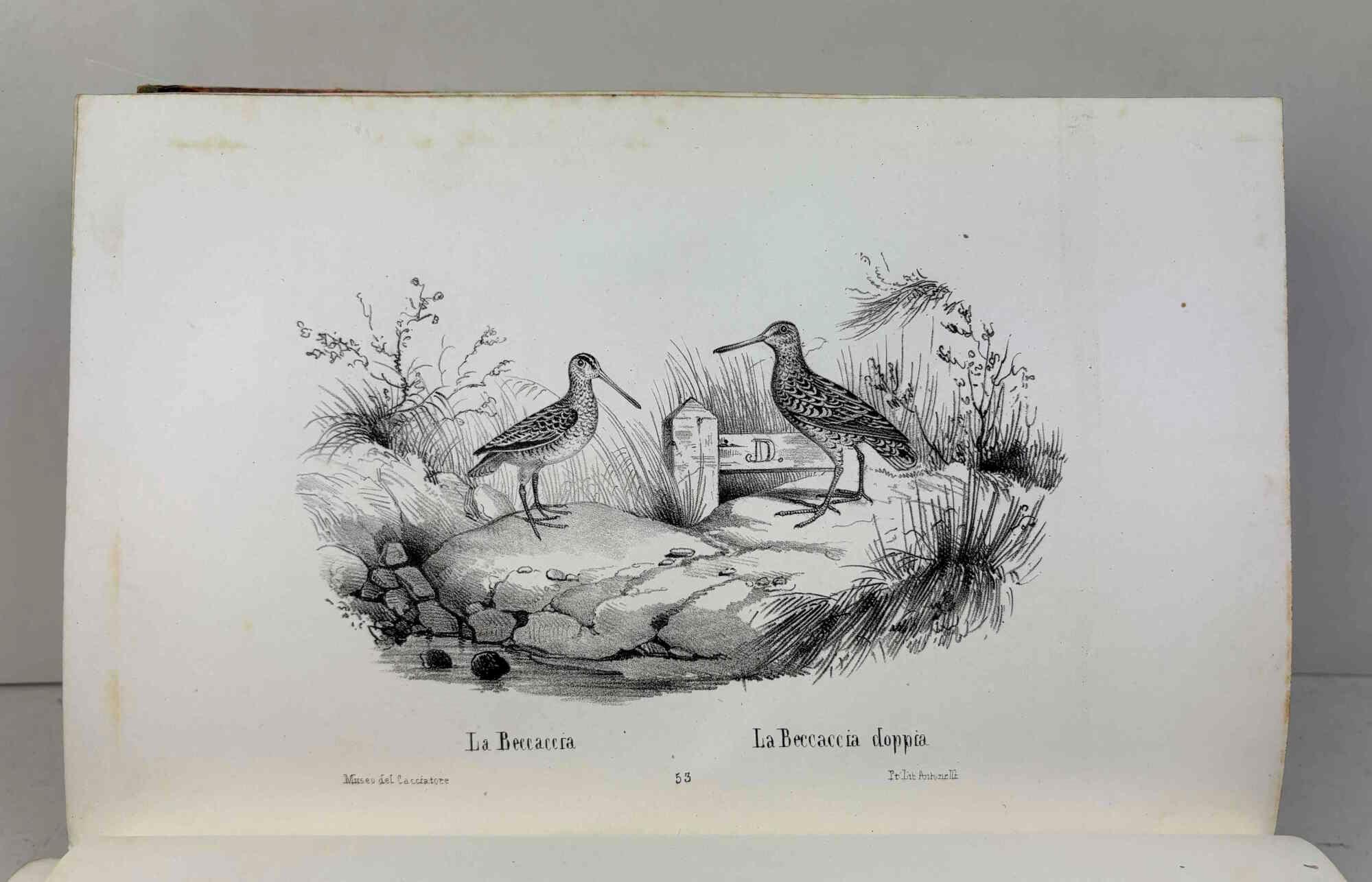 Museo del cacciatore o collezione di tutte le specie di selvaggina di pelo o di piuma che si cacciano coll'archibugio colla descrizione dè loro caratteri, costume, ec. Diretto da un cacciatore naturalista ed eseguito in litografia da Vittore Adam…