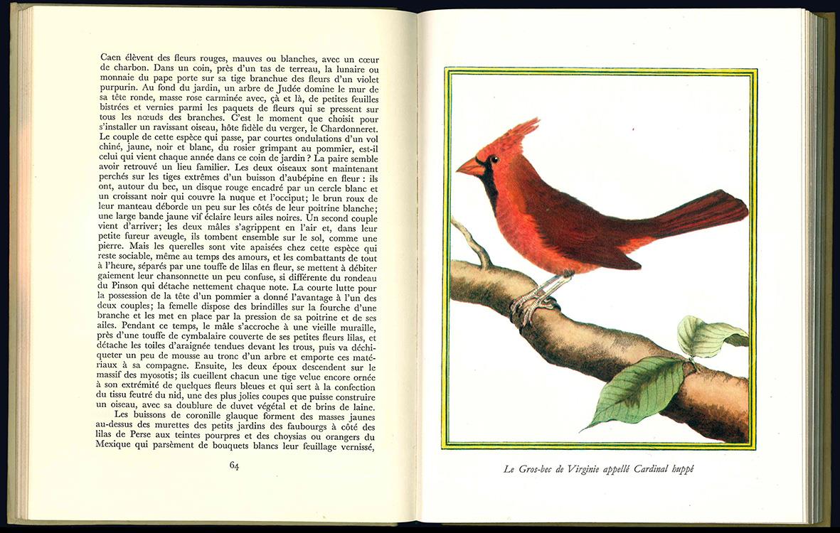 Les oiseaux s'installent...et s'en vont