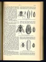 Dizionario pratico di agricoltura giardinaggio e industrie agricole redatto da Davicini avv. Giovanni - Gerolami dott. Luigi - Girardi dott. Giulio - Levi ing. Carlo - Lodoli dott. Tersite - Servazzi dott. Ottone - Silva prof. Ercole sotto la direzio