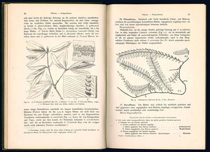 Die Pflanzelwelt Afrikas insbesondere seiner tropischen Gabiete. II. Band - Adolf Engler - copertina