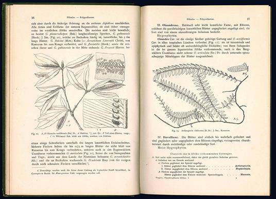 Die Pflanzelwelt Afrikas insbesondere seiner tropischen Gabiete. II. Band - Adolf Engler - copertina