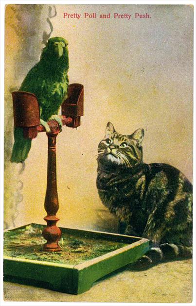 Pretty Poll and Pretty Push - Pappagallo E Gatto - copertina