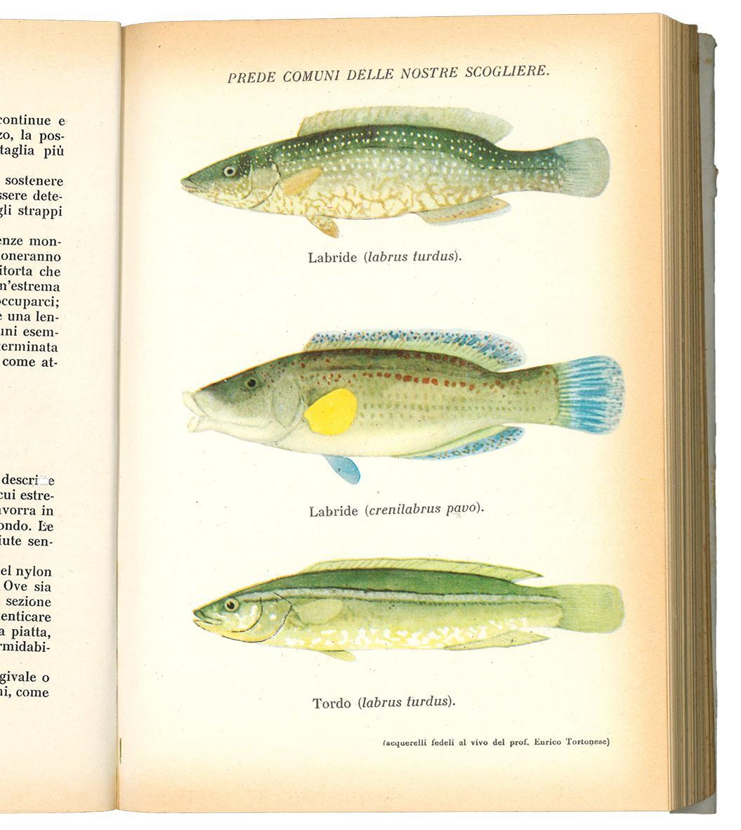 Libreria Alberto Govi