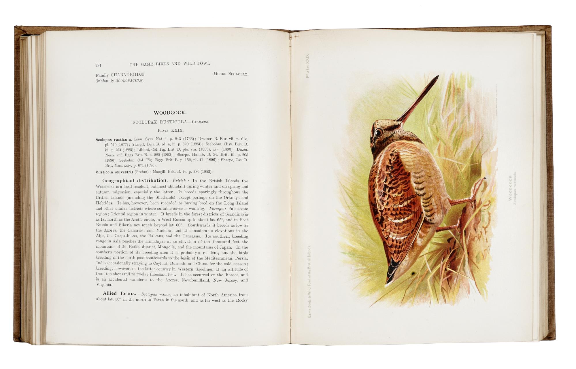 Game Birds and Wild Fowl of the British Islands