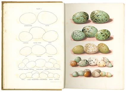 The Nests and Eggs of British Birds when and where to find them, being A Handbook to the Oology of the British Islands - Charles Dixon - copertina
