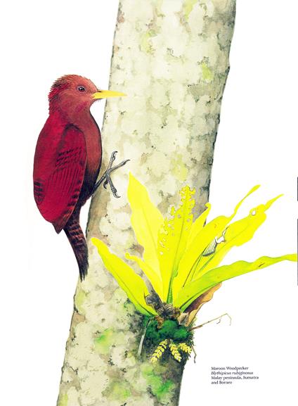 Life of the Woodpecker. Illustrated by Dana Gardner - Alexander F. Skutch - copertina