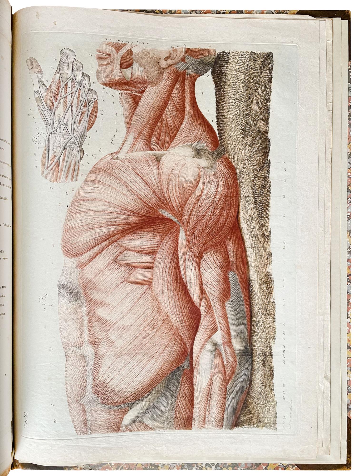 Anatomical atlas to "Anatomia per uso degli studiosi di scultura e pittura. Opera postuma di Paolo Mascagni"
