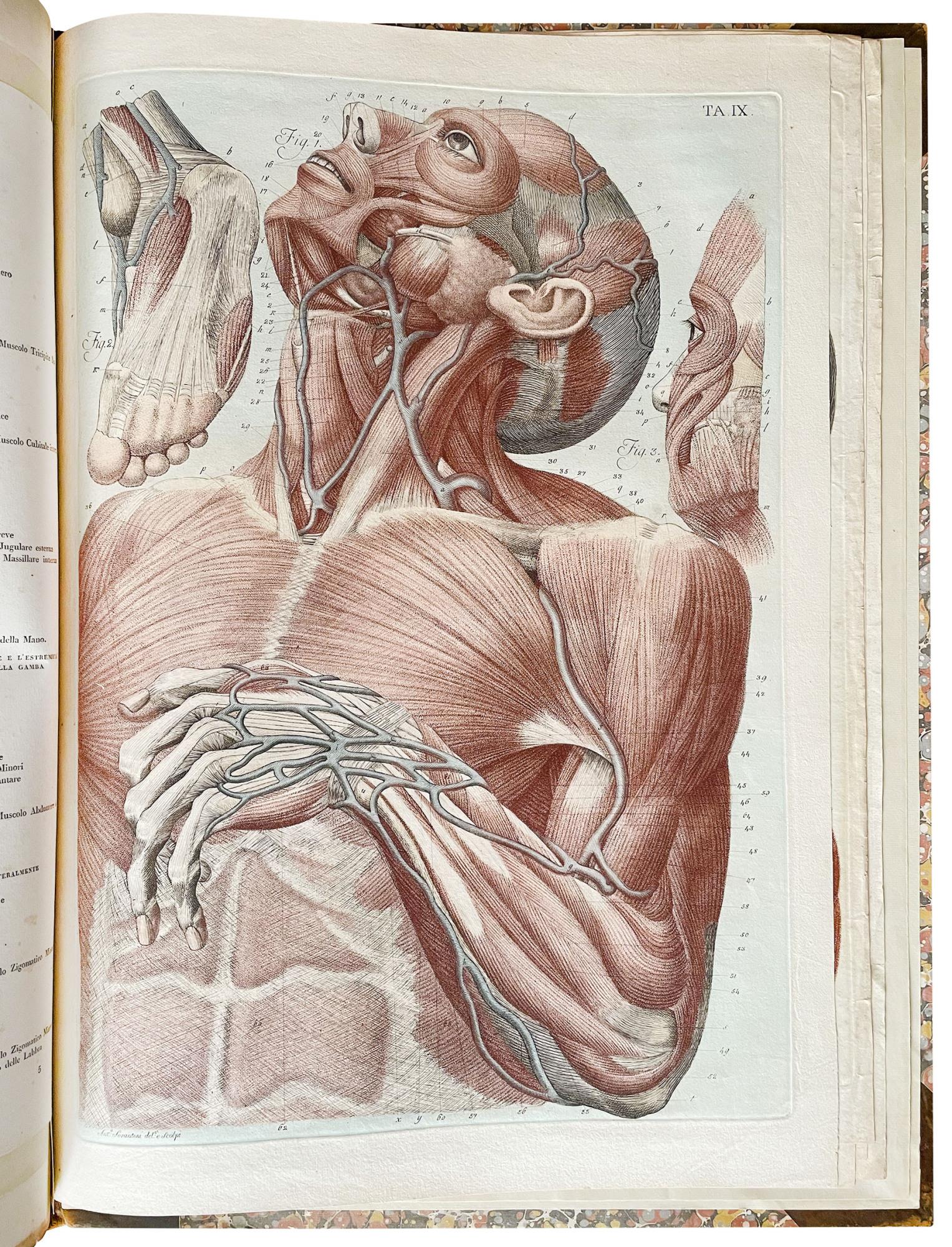 Anatomical atlas to "Anatomia per uso degli studiosi di scultura e pittura. Opera postuma di Paolo Mascagni"