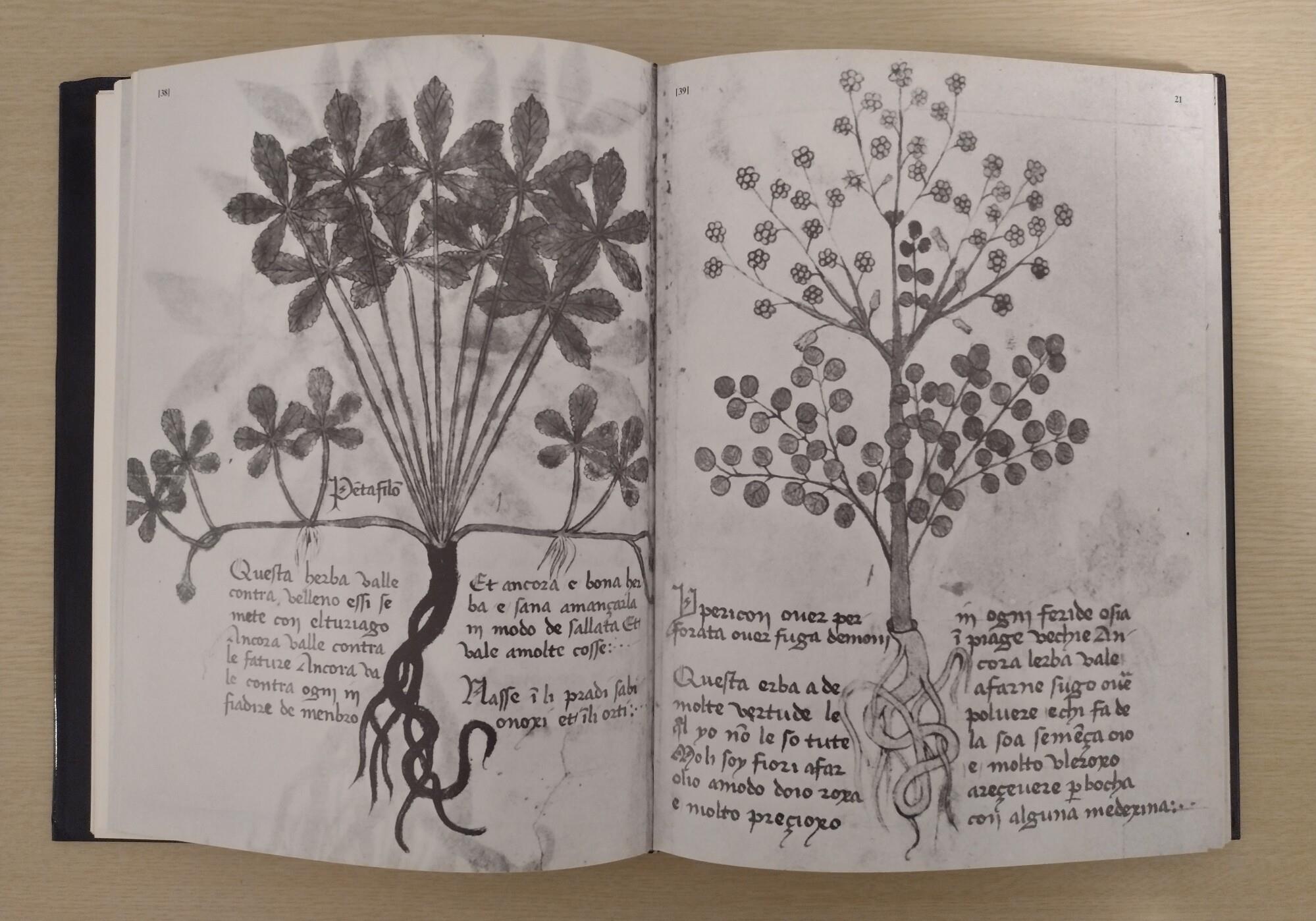 L' erbario di Trento: Il manoscritto n. 1591 del Museo Provinciale d'Arte [SECONDA EDIZIONE]