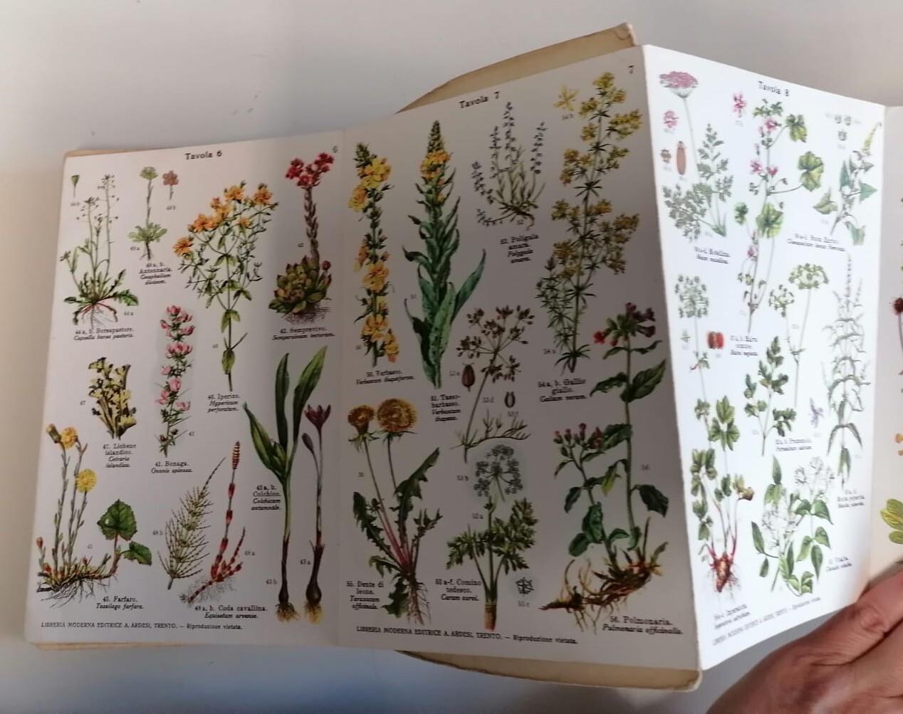 Piante ed erbe medicinali della regione tridentina