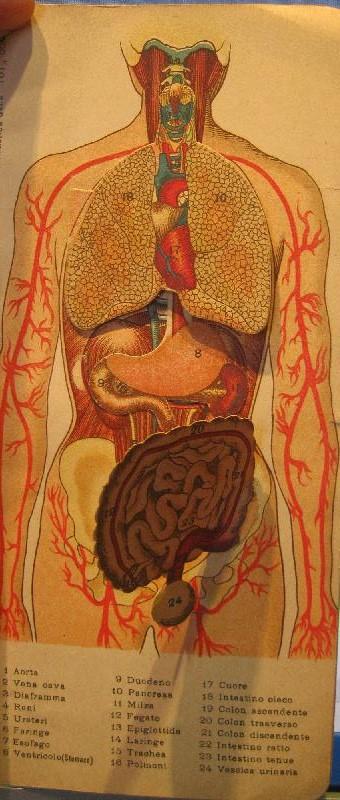 Disturbi dello stomaco e dell'apparato digerente con tavola anatomica, mobile a colori - copertina