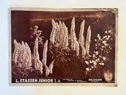 L. Stassen Junior S. A. Colture in grande di bulbi ed arbusti Hillegom, Olanda - copertina