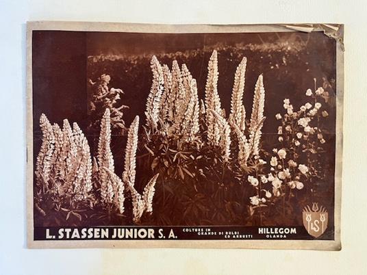 L. Stassen Junior S. A. Colture in grande di bulbi ed arbusti Hillegom, Olanda - copertina