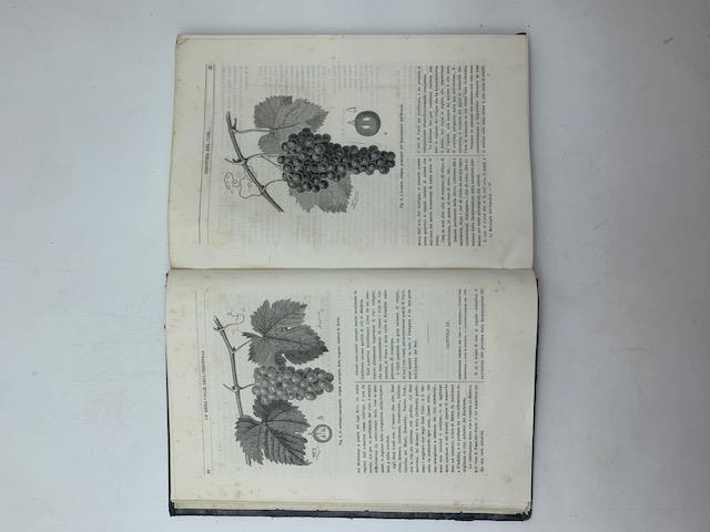 Libreria Coenobium