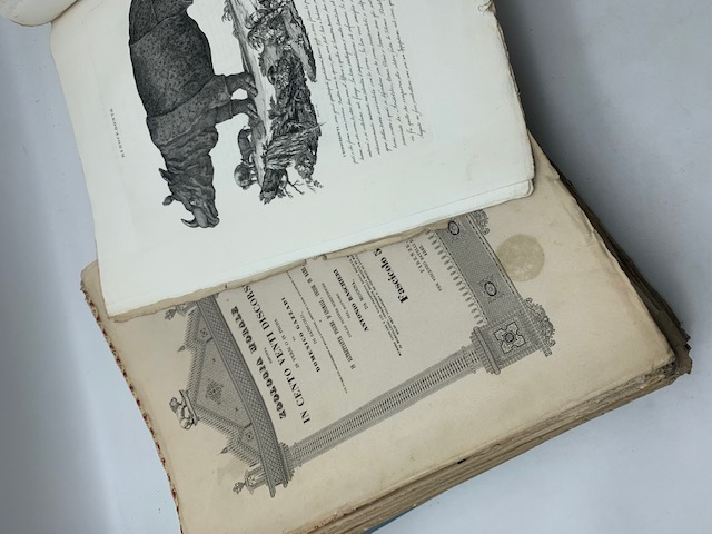Libreria Coenobium