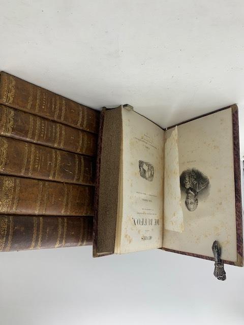 Oeuvres completes de Buffon avec des extraits de Daubenton et la classification de Cuvier. Tome premier. Matieres generales – Theorie de la terre. ( - second. Matieres generales II – Theorie de la terre II. Mineraux. - Troisieme. Mammiferes I. - Quat - copertina