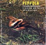 Peppola (Fringilla Montifringilla)