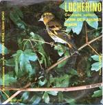 Lucherino (Carduelis Spinus)