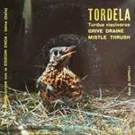 Tordela (Turdus Viscivorus)