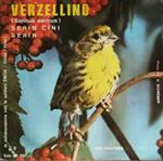 Verzellino (Serinus Serinus)