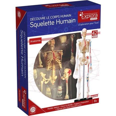 MGM - Explora - Anatomia scheletrica - Esperimento di anatomia