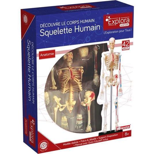 MGM - Explora - Anatomia scheletrica - Esperimento di anatomia
