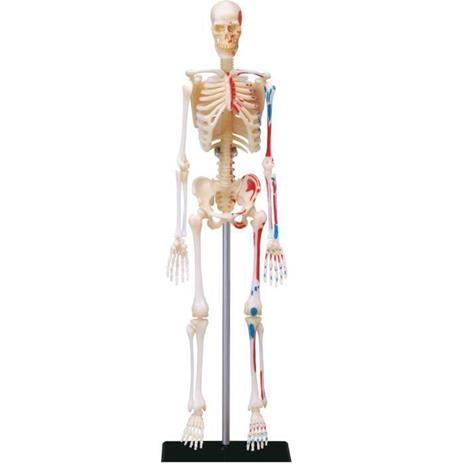 MGM - Explora - Anatomia scheletrica - Esperimento di anatomia - 2