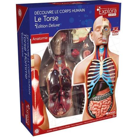 MGM - Explora - Anatomia del torso umano - Esperimento di anatomia